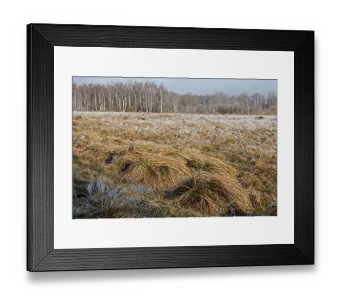 Framed Print : Birch forest and large sedge meadow, Bavaria Framed Print : Birch forest and large sedge meadow, Bavaria