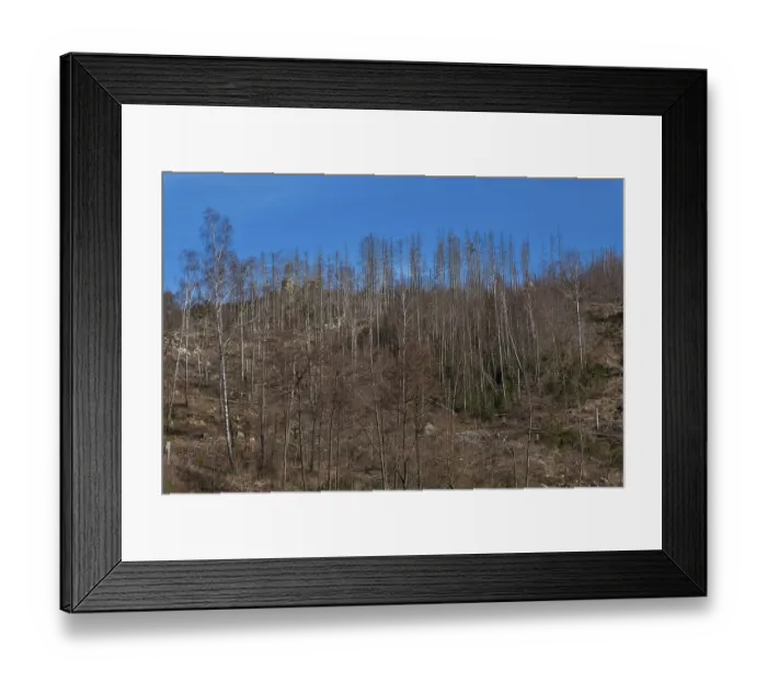 Framed Print : Partially dead trees, spruces, on the Huthberg in the Harz Mountains