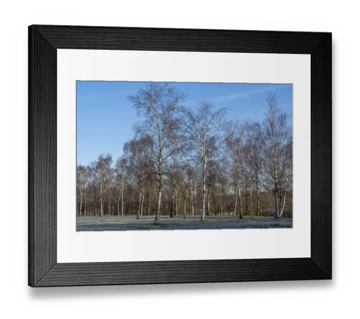 Framed Print : Birch trees in winter in sunlight with meadow Framed Print : Birch trees in winter in sunlight with meadow