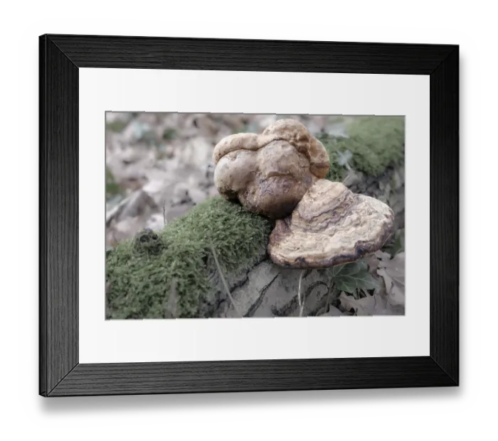 Framed Print : Large mushrooms on a moss-covered log