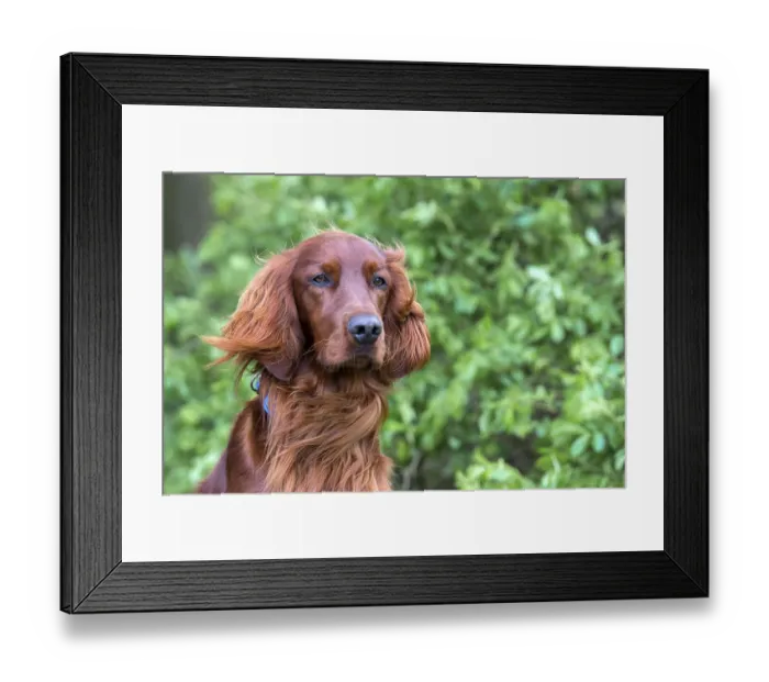 Framed Print : Irish Setter Framed Print : Irish Setter