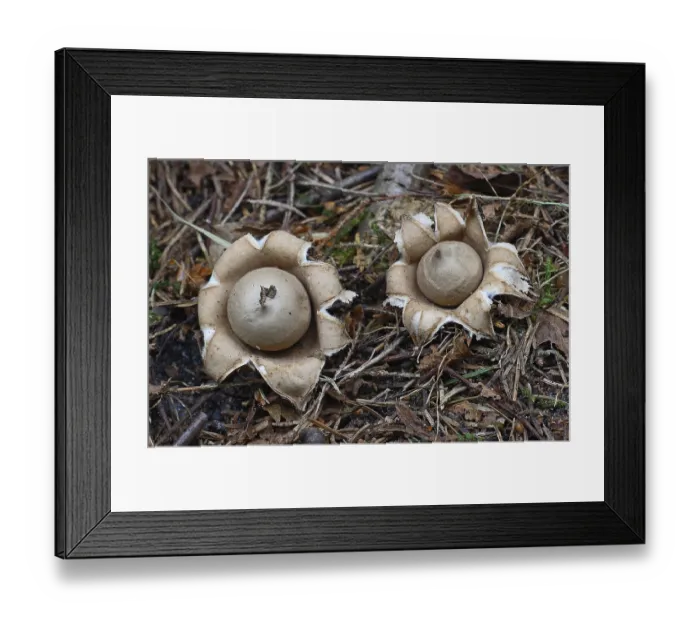 Framed Print : Ciliated starfish (Geastrum fimbriatum)