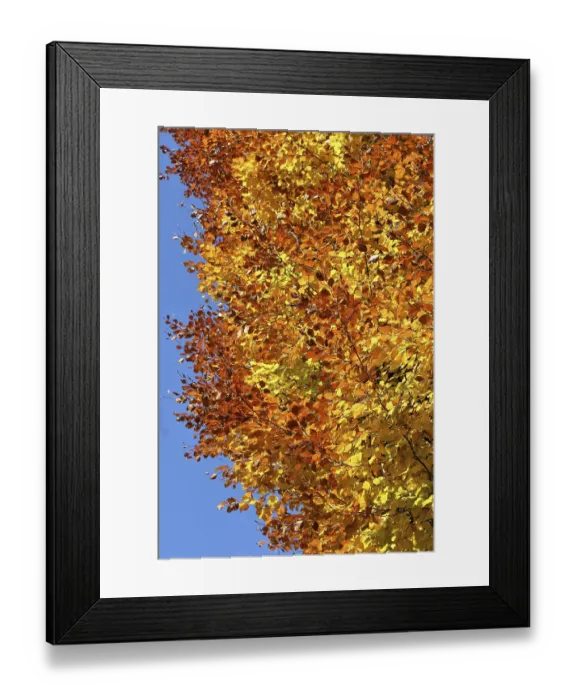 Framed Print : Beech leaves (Fagus) Framed Print : Beech leaves (Fagus)