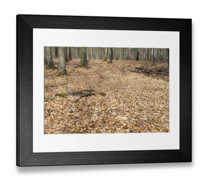 Framed Print : Bright beech forest in spring without any leaves yet