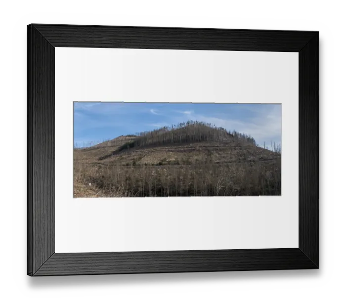 Framed Print : Partially dead trees, spruces, on the Huthberg in the Harz Mountains Framed Print : Partially dead trees, spruces, on the Huthberg in the Harz Mountains