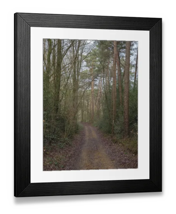 Framed Print : A quiet, narrow forest path, lined with dense trees Framed Print : A quiet, narrow forest path, lined with dense trees