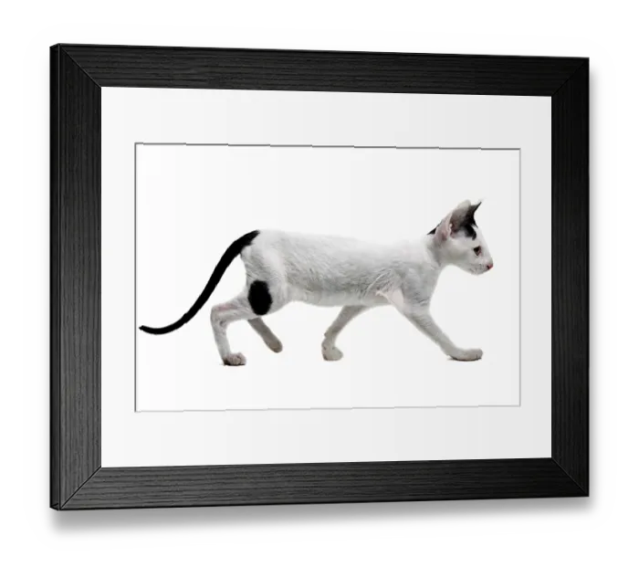 Framed Print : Cornish Rex kitten isolated on white background Framed Print : Cornish Rex kitten isolated on white background