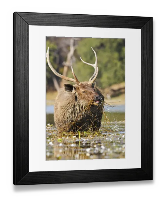 Framed Print : Sambar male deer stag cervus unicolor niger grazing in lake