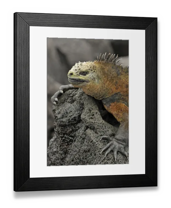 Framed Print : Sea lizard