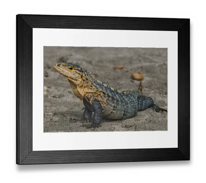 Framed Print : Black Iguana