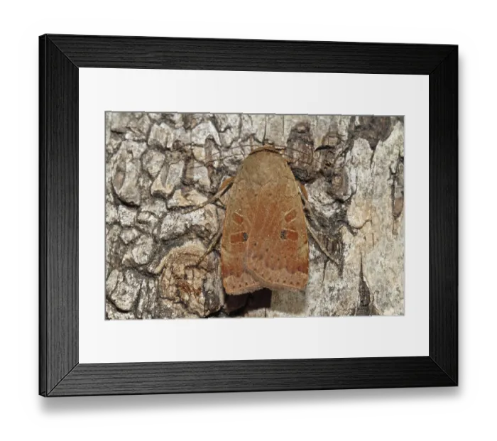 Framed Print : Broad-winged Banded Owl Framed Print : Broad-winged Banded Owl