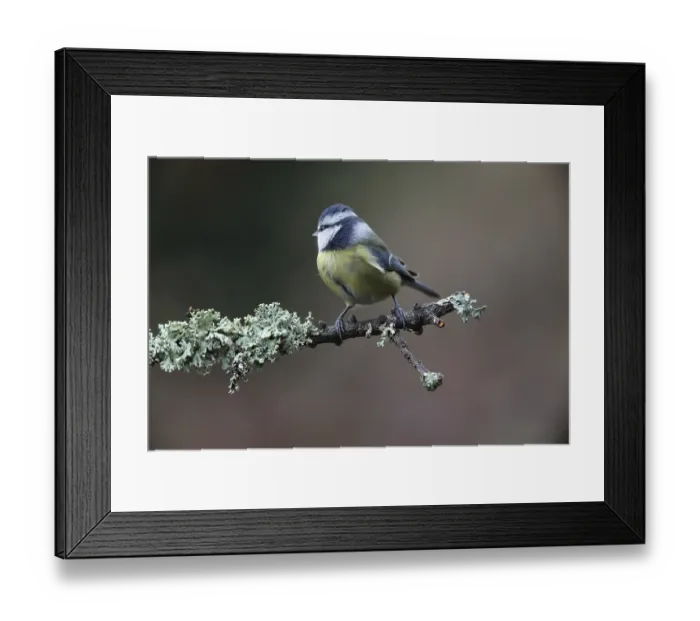 Framed Print : Blue tit (Cyanistes caeruleus) Framed Print : Blue tit (Cyanistes caeruleus)