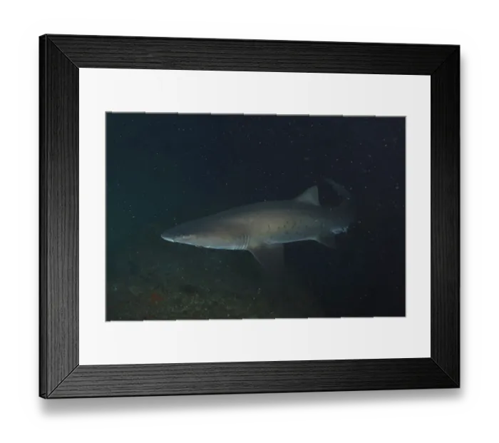 Framed Print : Sand tiger shark (Carcharias taurus) Framed Print : Sand tiger shark (Carcharias taurus)