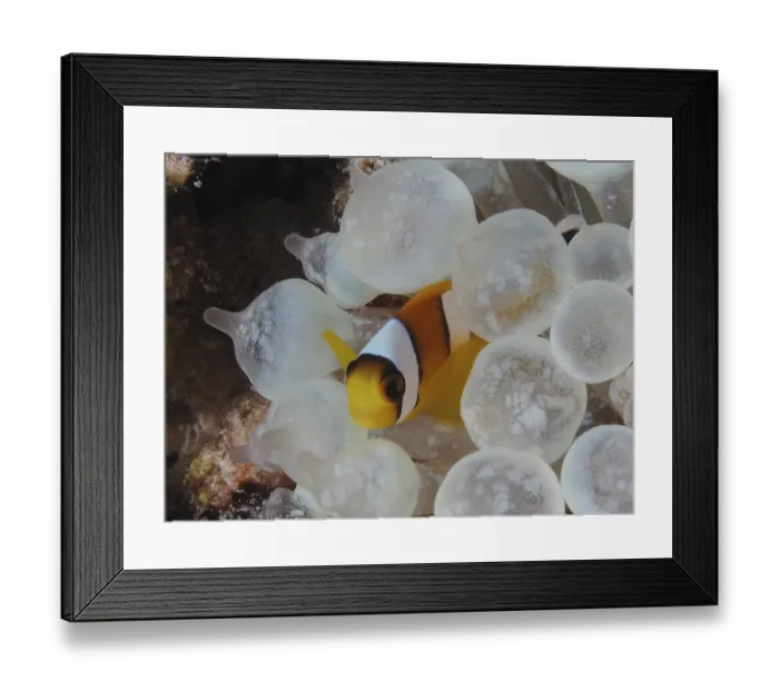 Framed Print : Red sea anemonefish juvenile (Amphiprion bicinctus juvenil)