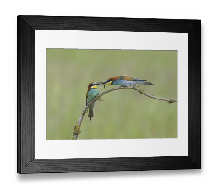 Framed Print : European bee-eater (Merops apiaster)