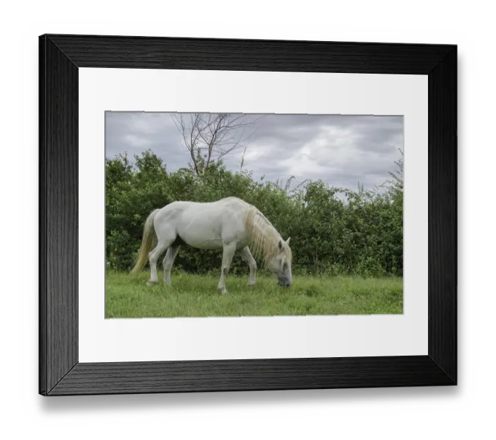 Framed Print : Camargue horse (Equus caballus)
