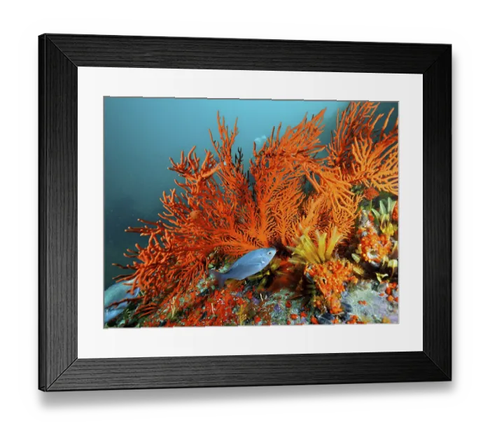 Framed Print : Palmate sea fan (Leptogorgia palma)