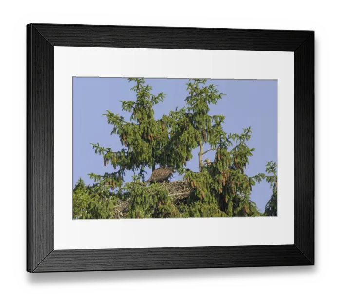 Framed Print : White-tailed eagle (Haliaeetus albicilla)
