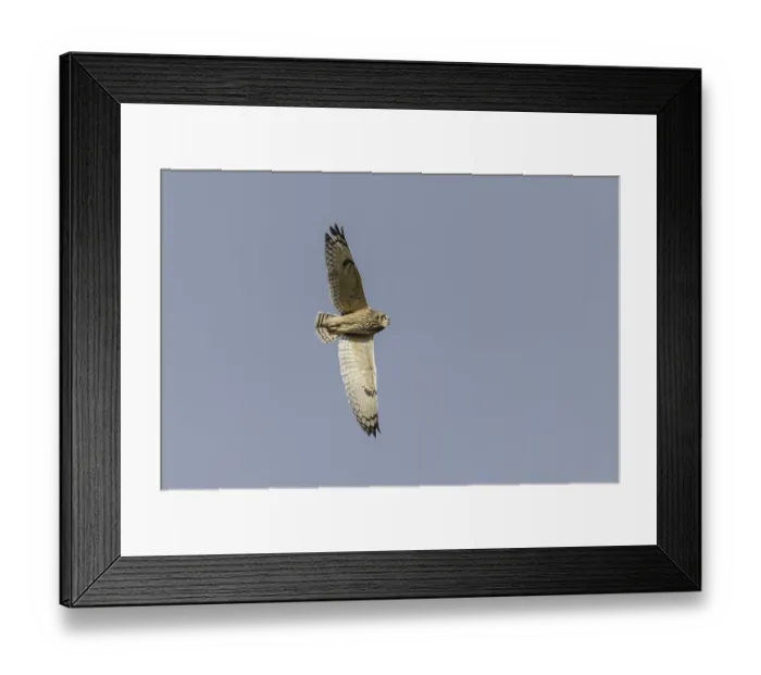 Framed Print : Short-eared owl (Asio flammeus) Framed Print : Short-eared owl (Asio flammeus)
