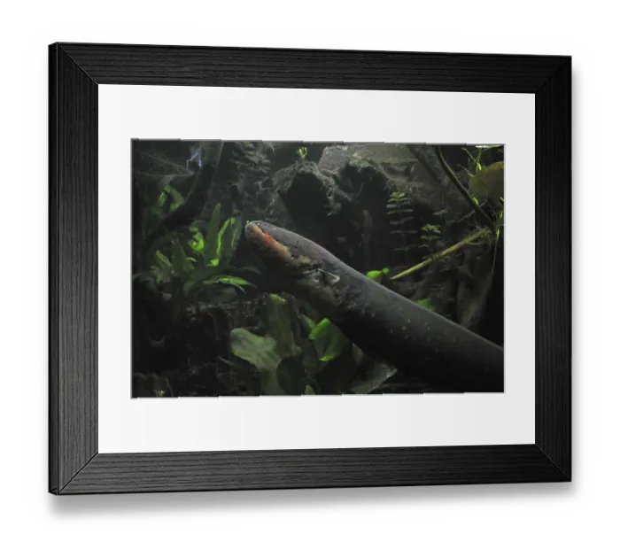 Framed Print : Electric eel (Electrophorus electricus)