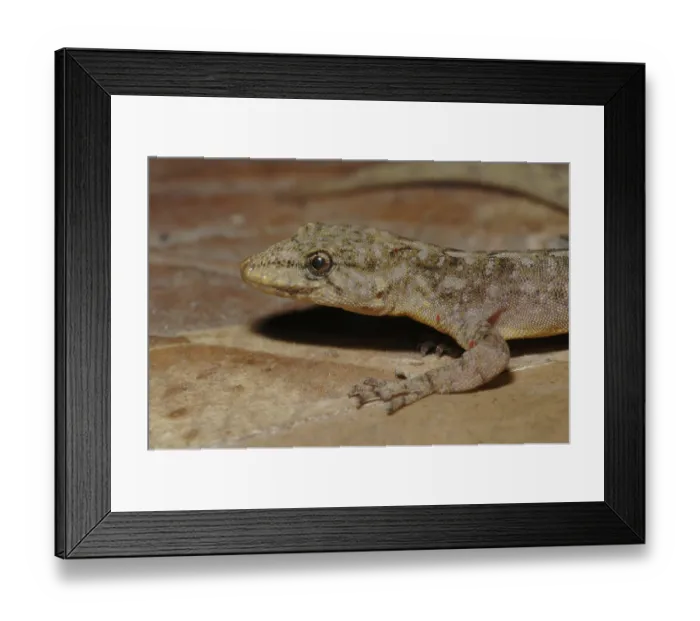 Framed Print : Elgon forest gecko (Cnemaspis africanus)