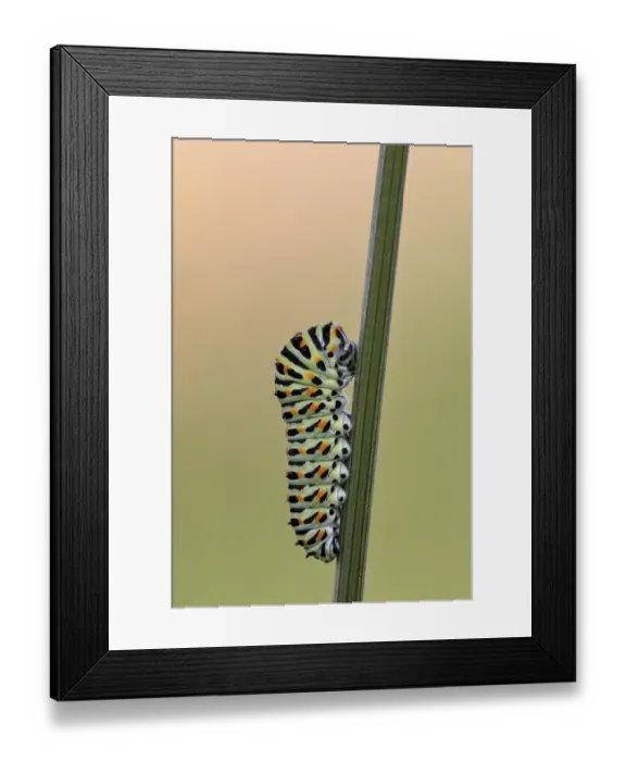 Framed Print : Swallowtail caterpillar (Papilio machaon)