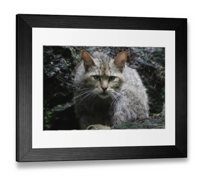 Framed Print : Wildcat (Felis silvestris)