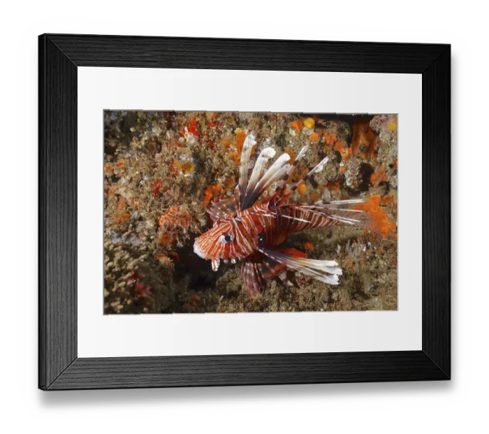 Framed Print : Common lionfish (Pterois miles)