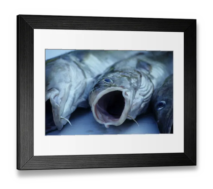 Framed Print : Cod (Gadus morhua) Framed Print : Cod (Gadus morhua)