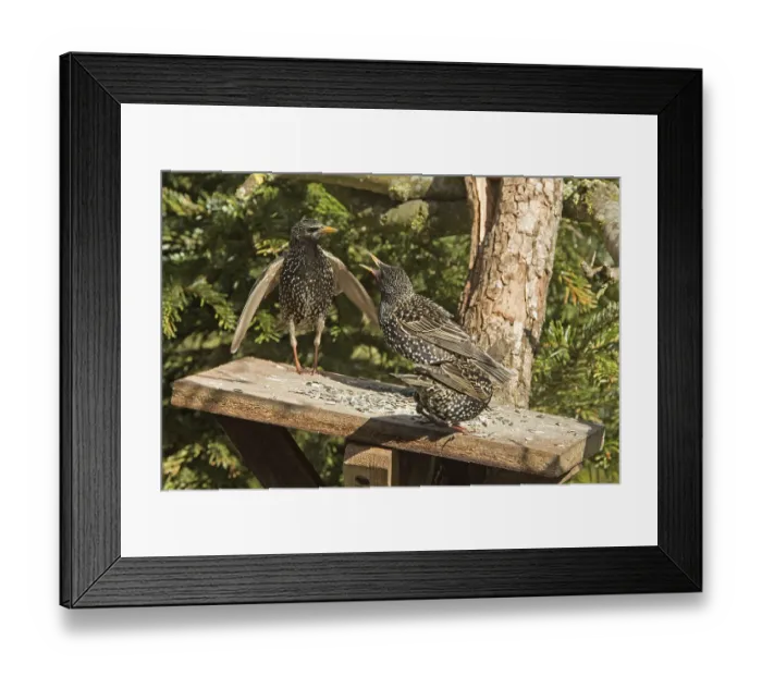 Framed Print : Starling (Sturnus vulgaris)