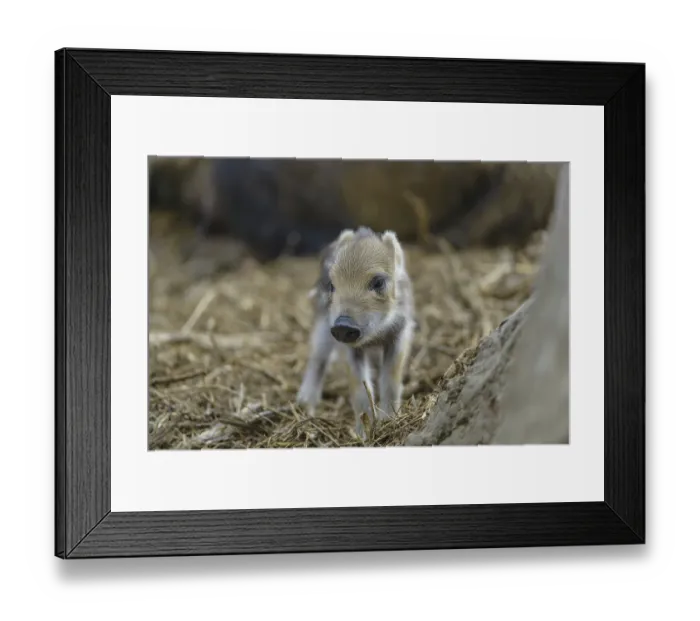 Framed Print : Wild boar, (wild boar) Framed Print : Wild boar, (wild boar)