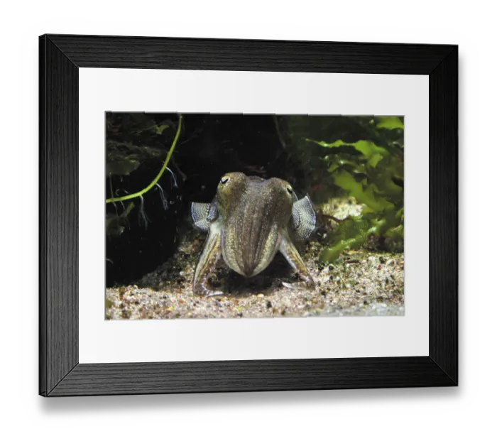 Framed Print : Common cuttlefish (Sepia officinalis) Framed Print : Common cuttlefish (Sepia officinalis)