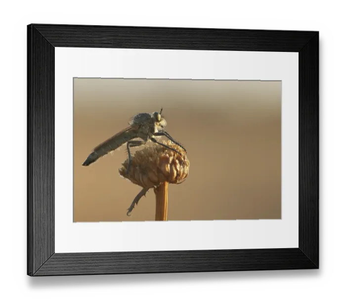 Framed Print : Barbarossa robber fly (Eutolmus rufibarbis) Framed Print : Barbarossa robber fly (Eutolmus rufibarbis)