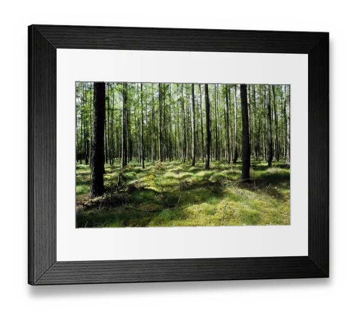 Framed Print : Larches (pinaceae) Framed Print : Larches (pinaceae)