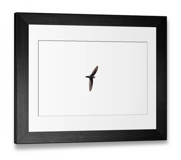 Framed Print : White-nest swiftlet (Collocalia fuciphaga)
