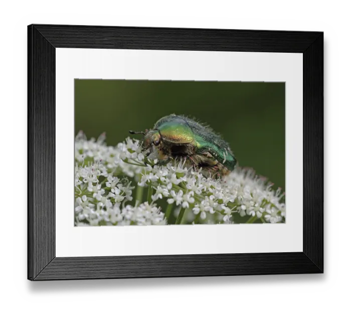 Framed Print : Rose chafer (Cetonia aurata)