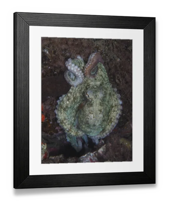 Framed Print : Common Octopus (Octopus vulgaris)