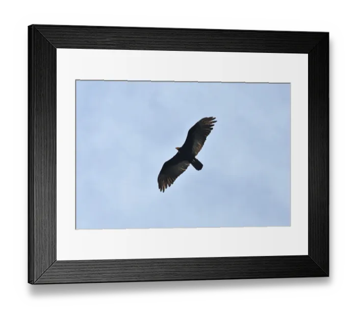 Framed Print : Turkey vulture (Cathartes aura)