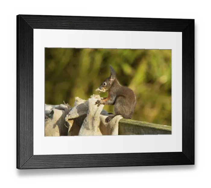 Framed Print : Squirrel (Sciurus vulgaris)