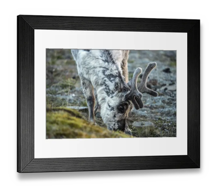 Framed Print : Svalbard reindeer (Rangifer tarandus platyrhynchus)