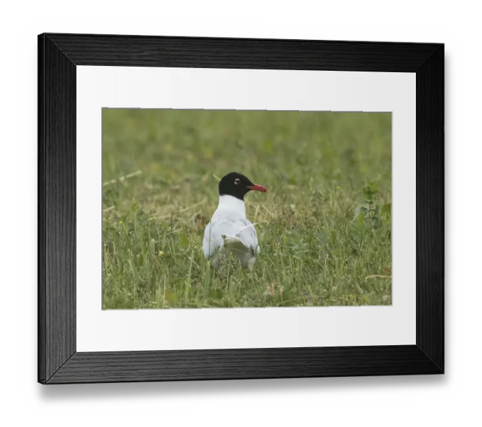 Framed Print : Herring Gull (Ichthyaetus melanocephalus)