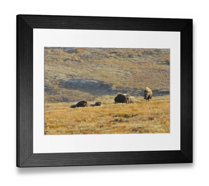 Framed Print : Musk oxen (Ovibos moschatus)