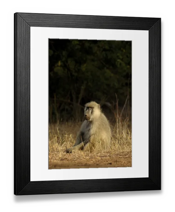 Framed Print : Yellow Baboon (Papio cynocephalus anubis) Framed Print : Yellow Baboon (Papio cynocephalus anubis)