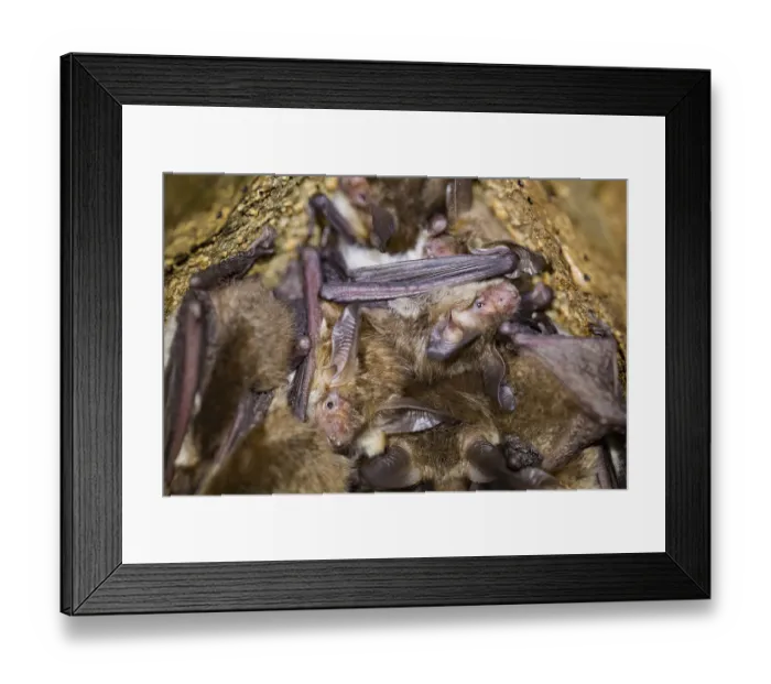 Framed Print : Bechstein's bat (Myotis bechsteinii) Bechstein's bat (Myotis bechsteinii) Framed Print : Bechstein's bat (Myotis bechsteinii) Bechstein's bat (Myotis bechsteinii)