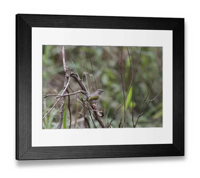 Framed Print : Black warbler (Camaroptera brevicaudata)