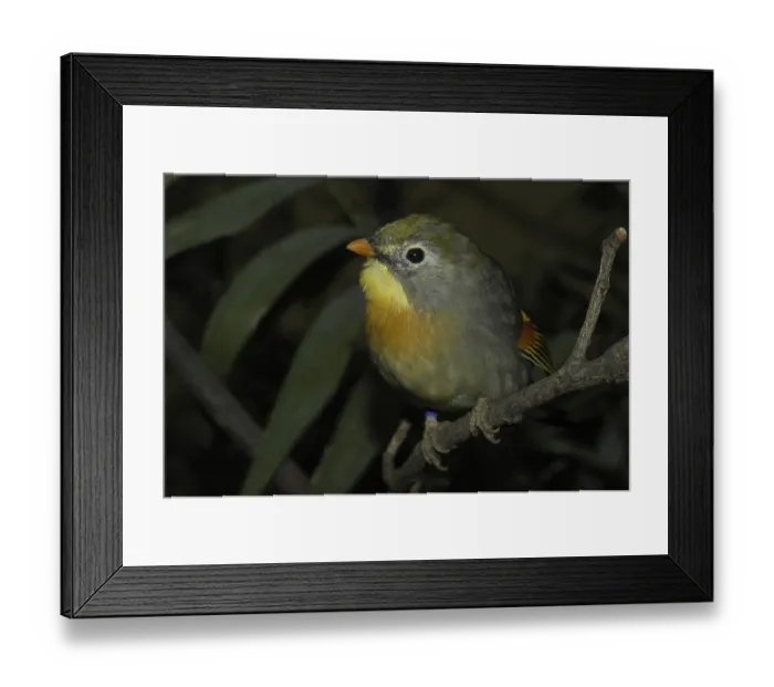 Framed Print : Sunbird, Chinese nightingale (Leiothrix lutea) Framed Print : Sunbird, Chinese nightingale (Leiothrix lutea)