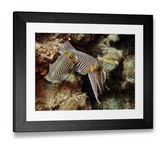 Framed Print : Common cuttlefish (Sepia officinalis) Framed Print : Common cuttlefish (Sepia officinalis)