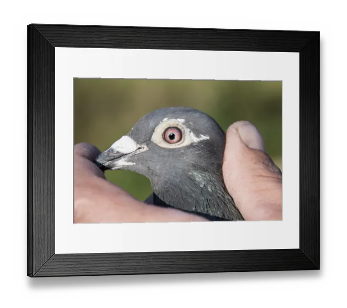Framed Print : Carrier pigeon