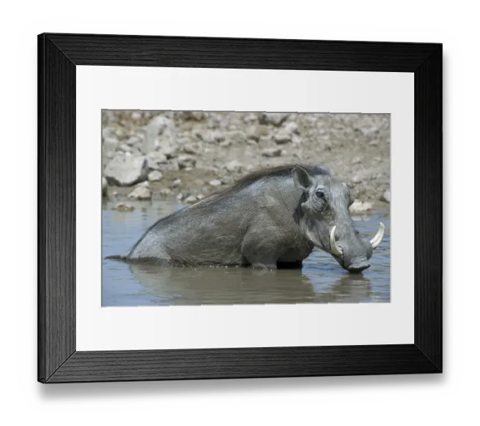 Framed Print : Warthog (Phacochoerus aethiopicus) Framed Print : Warthog (Phacochoerus aethiopicus)