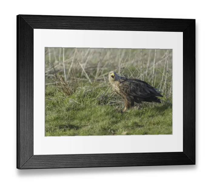 Framed Print : White-tailed eagle (Haliaeetus albicilla)